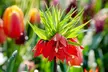 3x Fritillaria Lutea/Rubra „Kaiserkrone“ in Gelb oder Rot - Image 5
