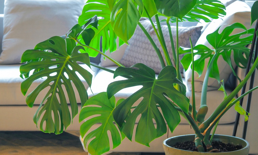 Image 1: XL Monstera Deliciosa Plant