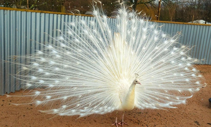 Image 12: Wildlife & Meadow Park Fun – Tickets for 2, 3, 4 or 6