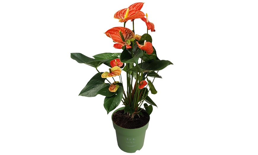Image 11: Rootz — Plante d'intérieur tropicale Anthurium