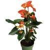 Image 11: Rootz — Plante d'intérieur tropicale Anthurium