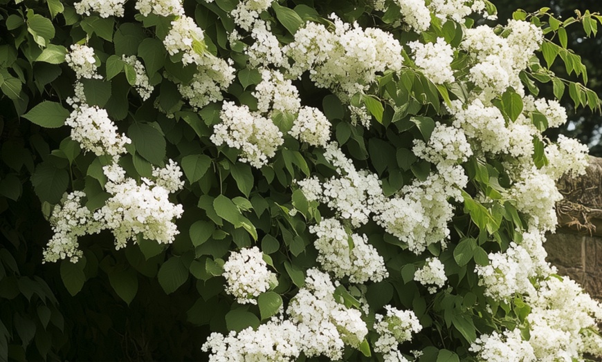 Image 1: 3er- oder 6er-Set Kletterhortensien mit Blüten in Weiß