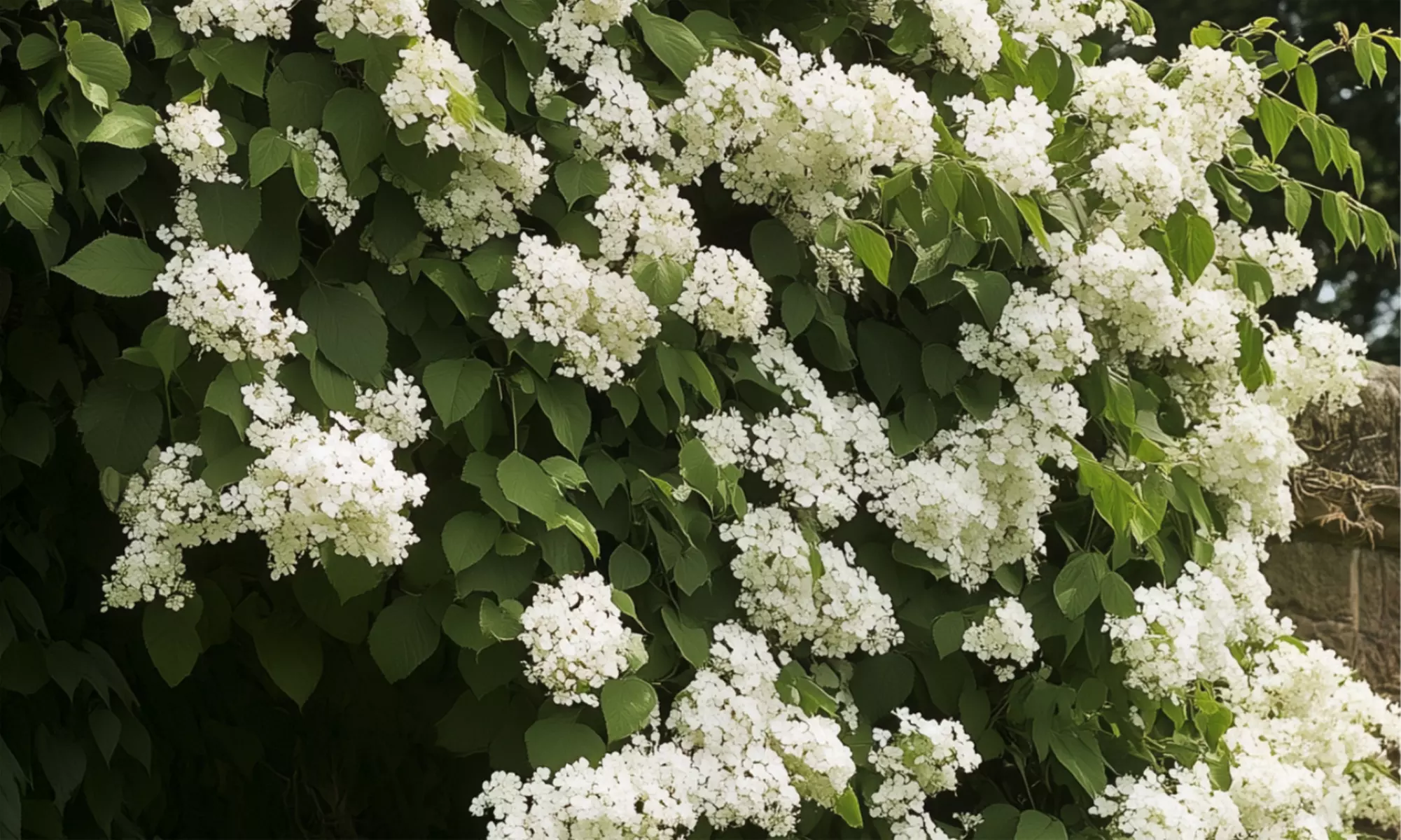 3er- oder 6er-Set Kletterhortensien mit Blüten in Weiß, inkl. Versand - Primary Image
