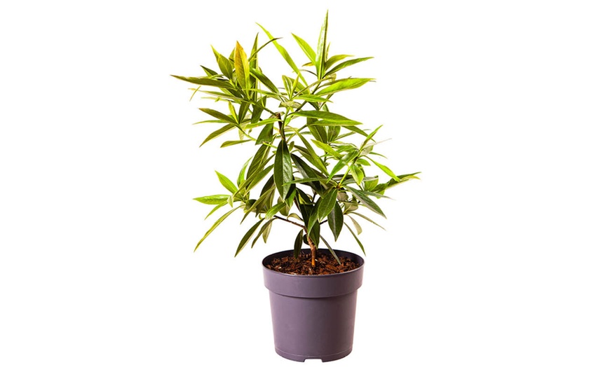 Image 3: Daphne 'Perfume Princess'