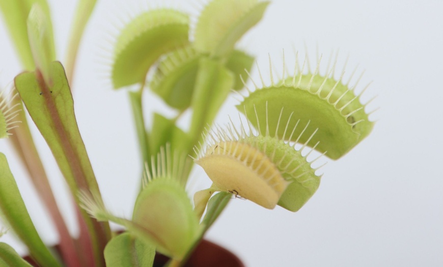Image 2: 6er-Set fleischfressende Pflanzen
