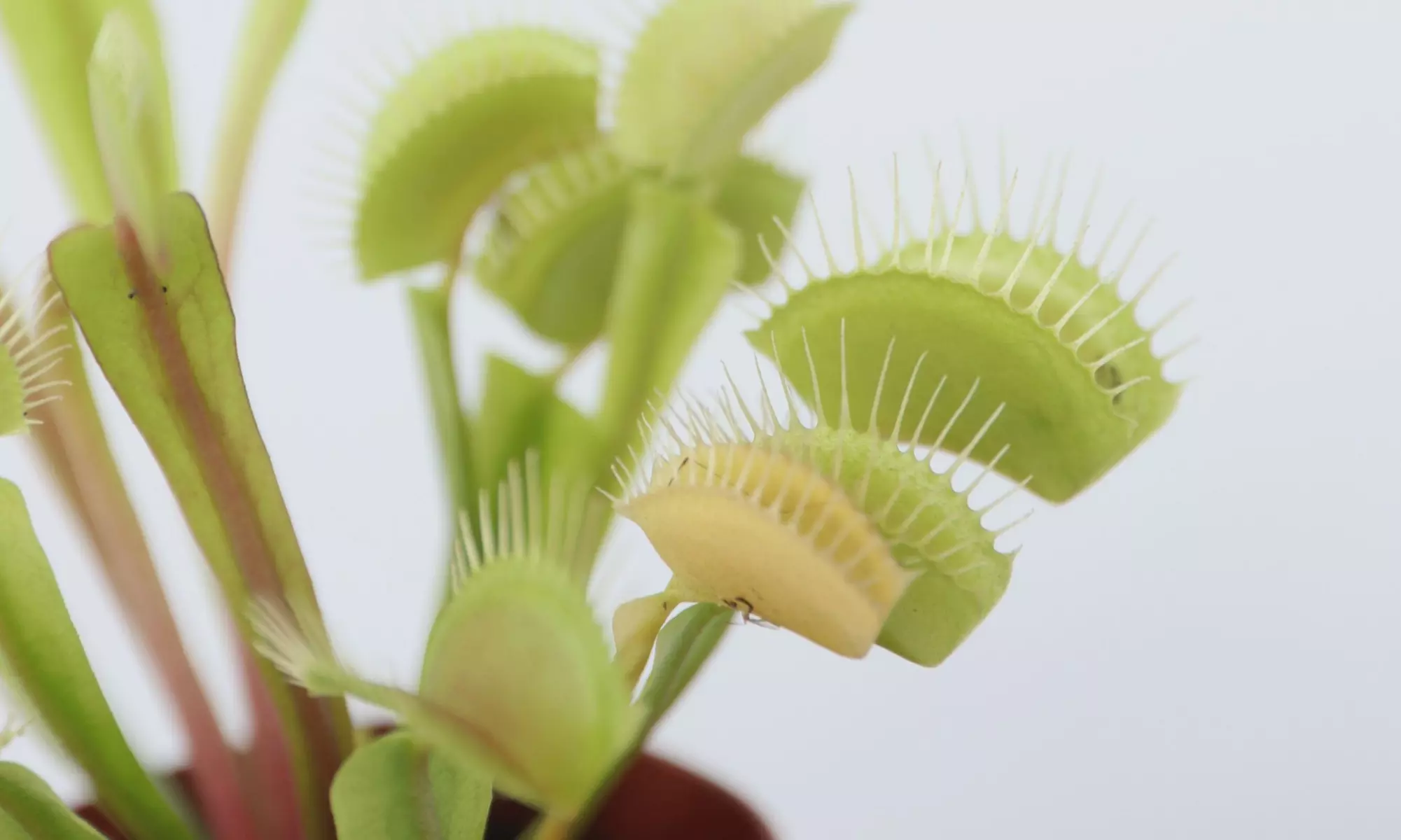 6er-Set fleischfressende Pflanzen in der Sorte nach Wahl - Second Medium