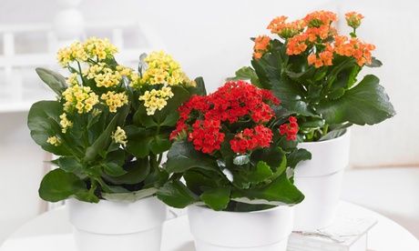 Set di 3 mini piante di Kalanchoe con vasi disponibili in 4 tipologie