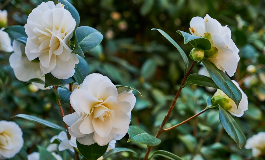 Image 8: 1 ou 2 arbustes de camélia du Japon XL de Gardenzo