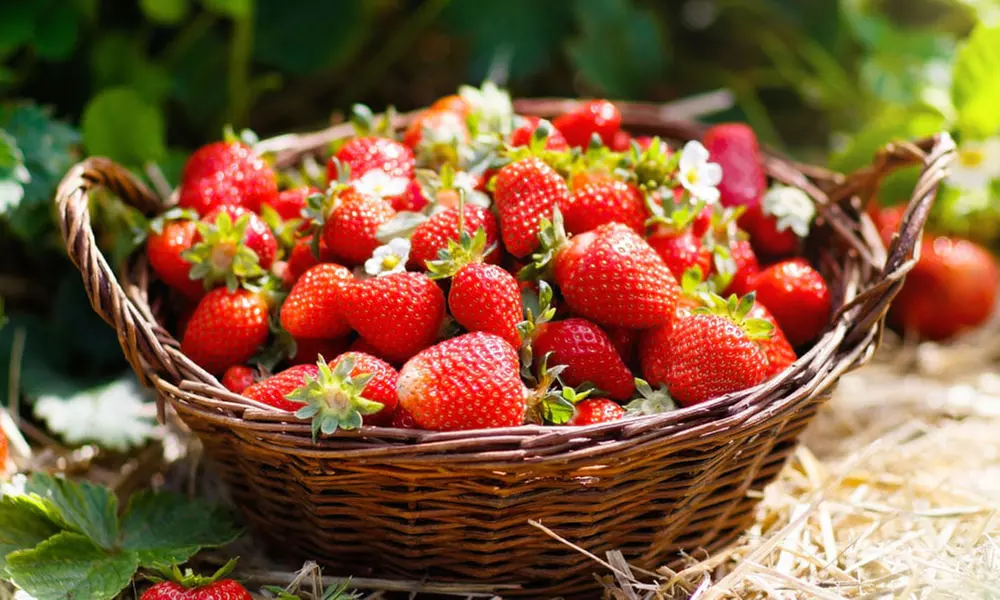 Summer Strawberry Harvest Collection
