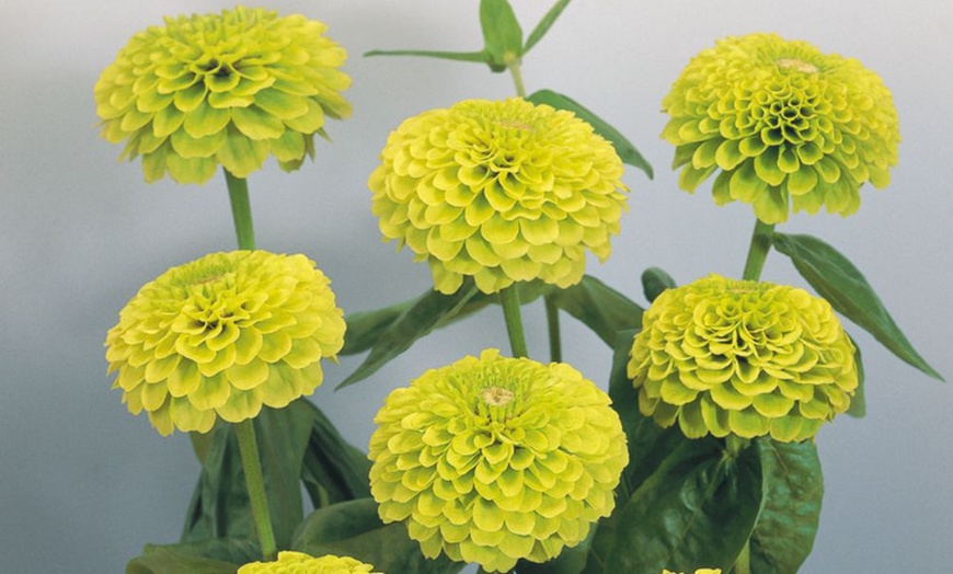 Image 20: 15 Mixed Garden Ready Summer Bedding Plant Collection