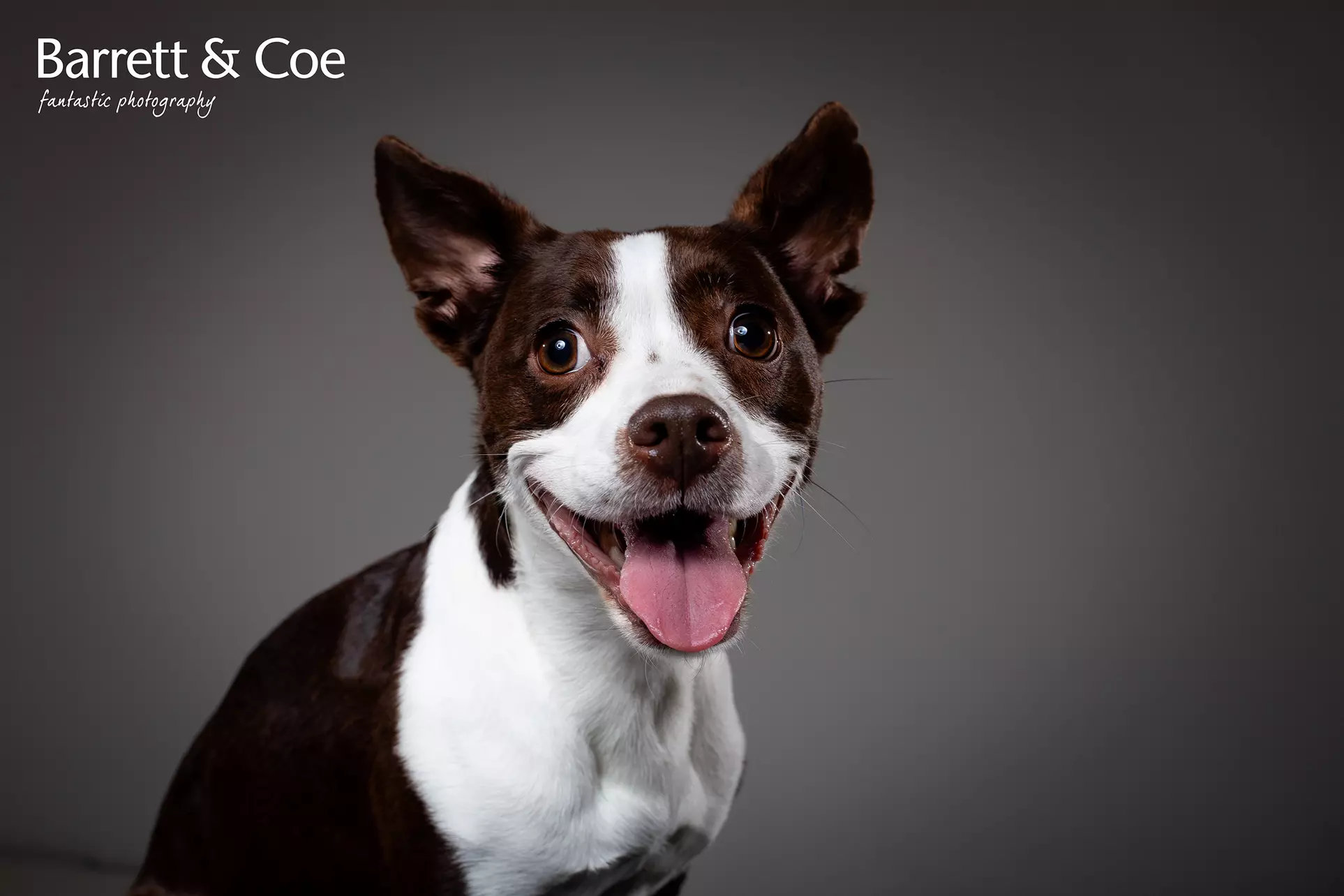 Pet Photoshoot I 8'' x 6'' Print I Barrett & Coe Studios