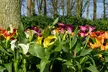 Calla Lily 'Carnival' or 'Romance Blend' 9 or 18 Bulbs - Image 2