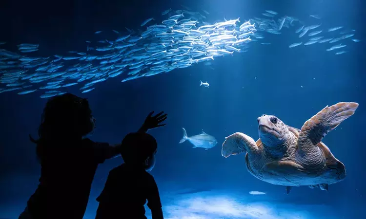 Discover the Wonder of the Ocean at Birch Aquarium