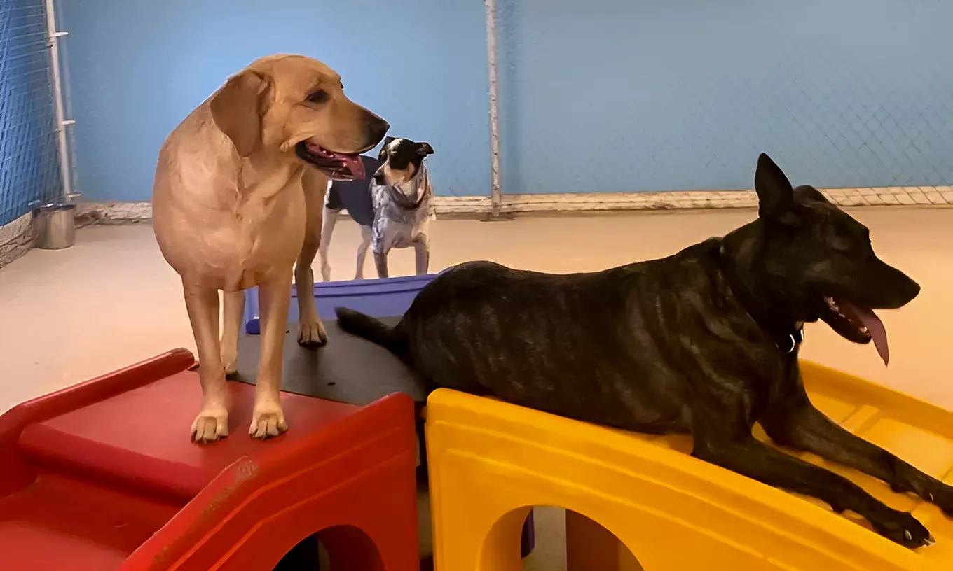 One, Two or Five Night Deluxe Suite with Play for 1 or 2 Dogs and More