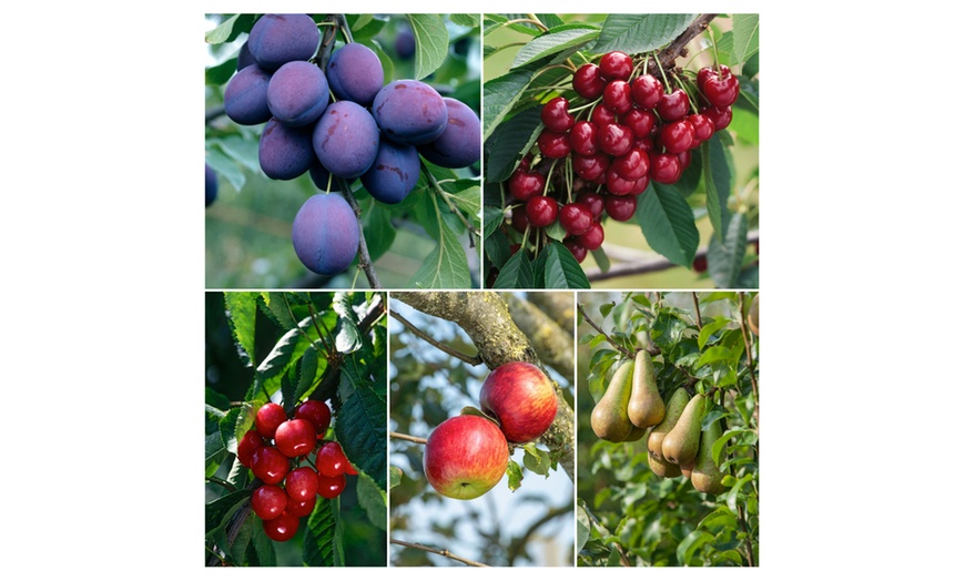 Image 2: Lot de 5 arbres fruitiers