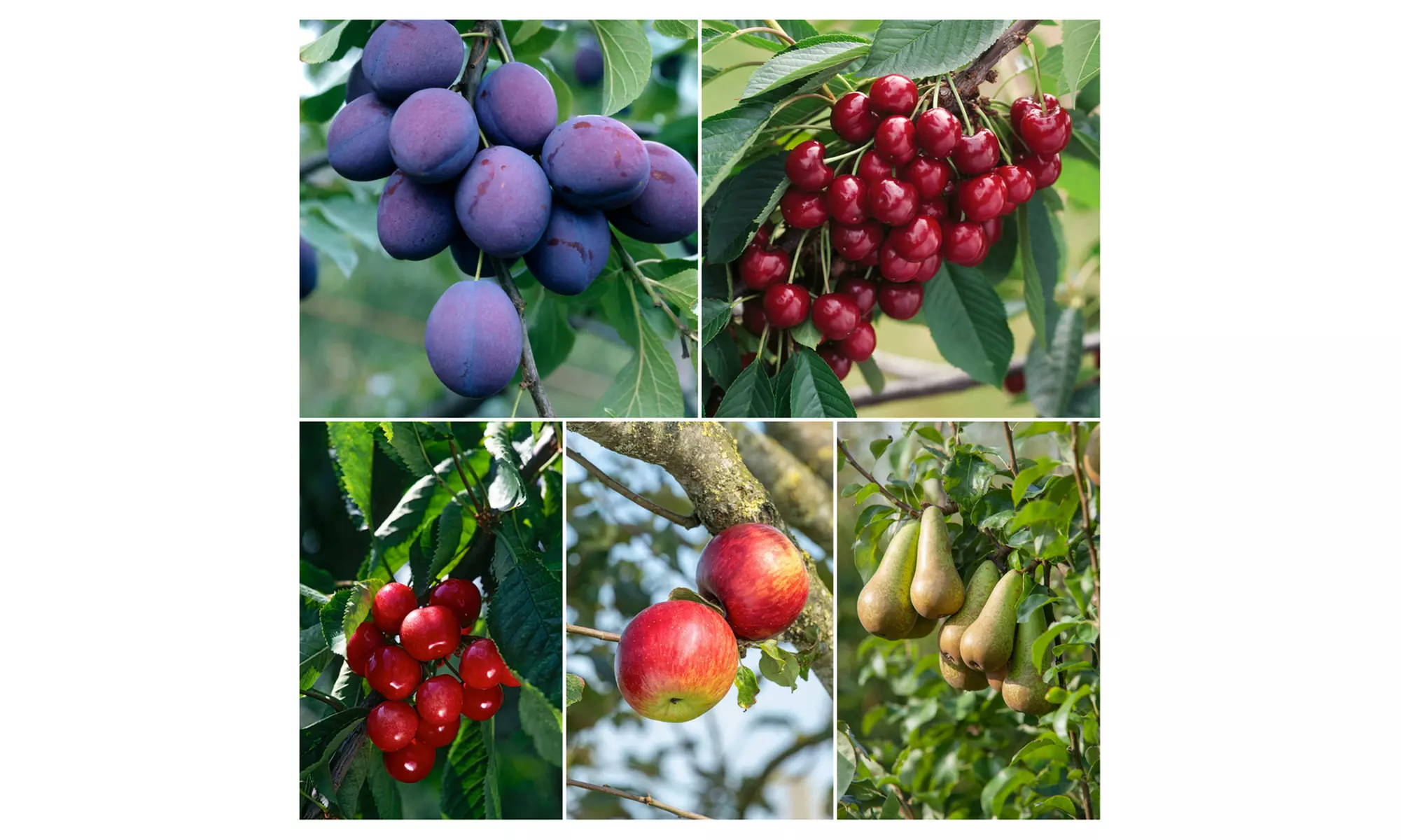 Lot de 5 arbres fruitiers