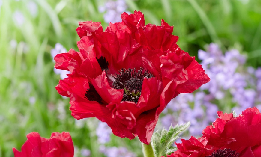 Image 3: Set van 6 rollen White Bear biologisch afbreekbare keukenrol 