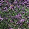 Image 5: Verbena Buenos Aires Plug Plants