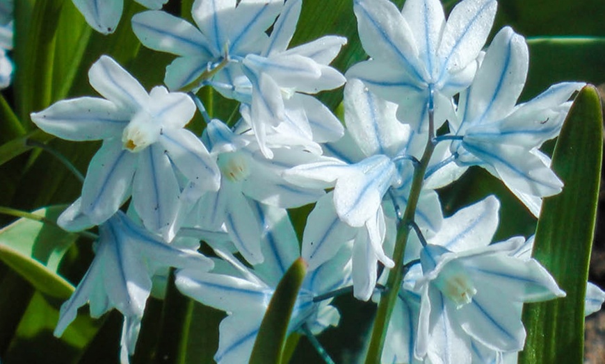 Image 7: 60 or 120 Puschkinia Libanotica Spring Flowering Bulbs