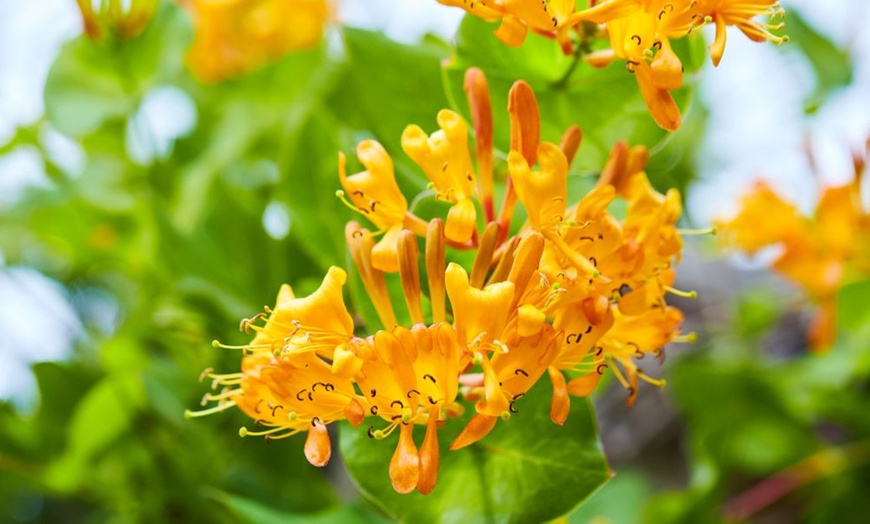 Image 14: Potted Fragrant Honeysuckle Plants – Trio of Varieties