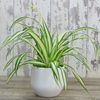 Image 9: Air-Purifying Houseplant Collection - 3 or 6 Potted Plants