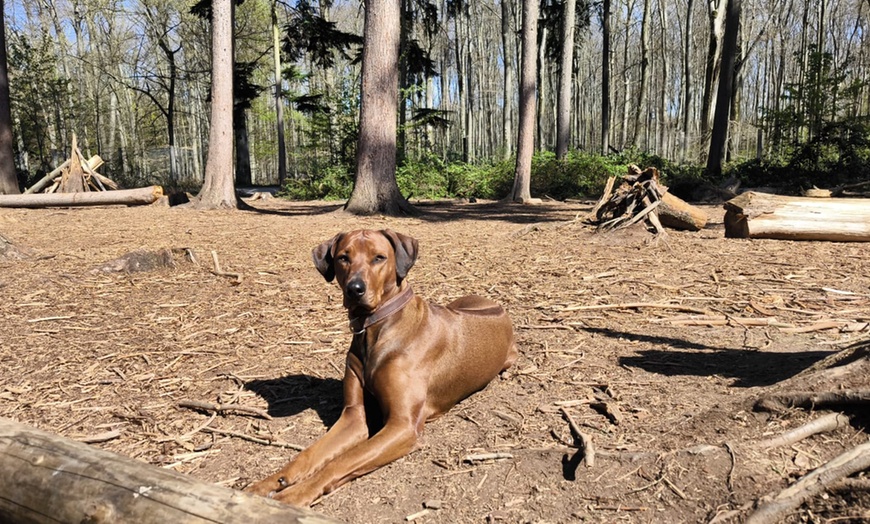 Image 3: 1 / 3 Einheiten: 60 min. Hundeschule-Gruppentraining & Grunderziehung