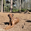 Image 3: 1 / 3 Einheiten: 60 min. Hundeschule-Gruppentraining & Grunderziehung