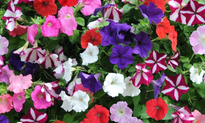 Image 3: Two Preplanted Petunia 'Wave' Mix Hanging Baskets