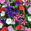 Image 3: Two Preplanted Petunia 'Wave' Mix Hanging Baskets