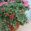 Image 6: Tomato Plants - Mixed Varieties - 3 or 6 Plants