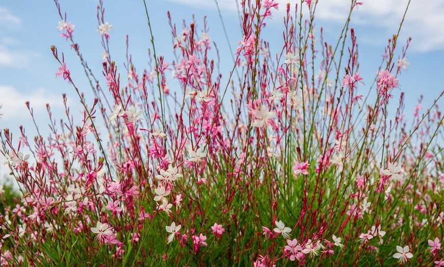 Image 6: Pack di fiori per aiuola di NatureNest