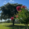 Image 3: Scenic Championship Golf in Tampa Bay