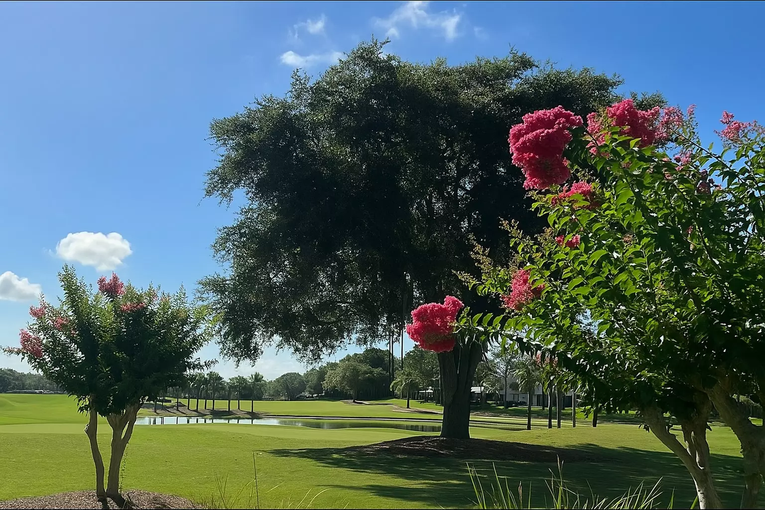 Tee Off with a Cart, Warm Up and Drinks at Scenic Plantation Palms