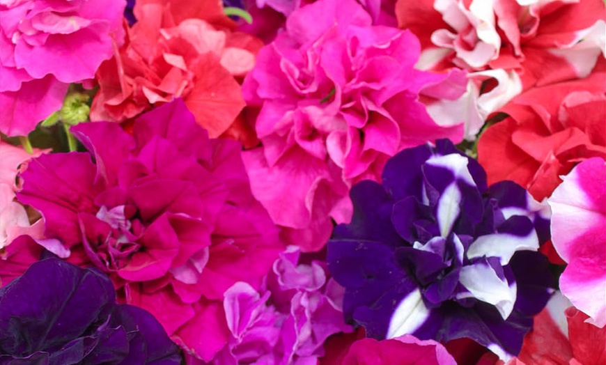 Image 4: 10 or 20 Petunia Bolero Double Flowering Plants