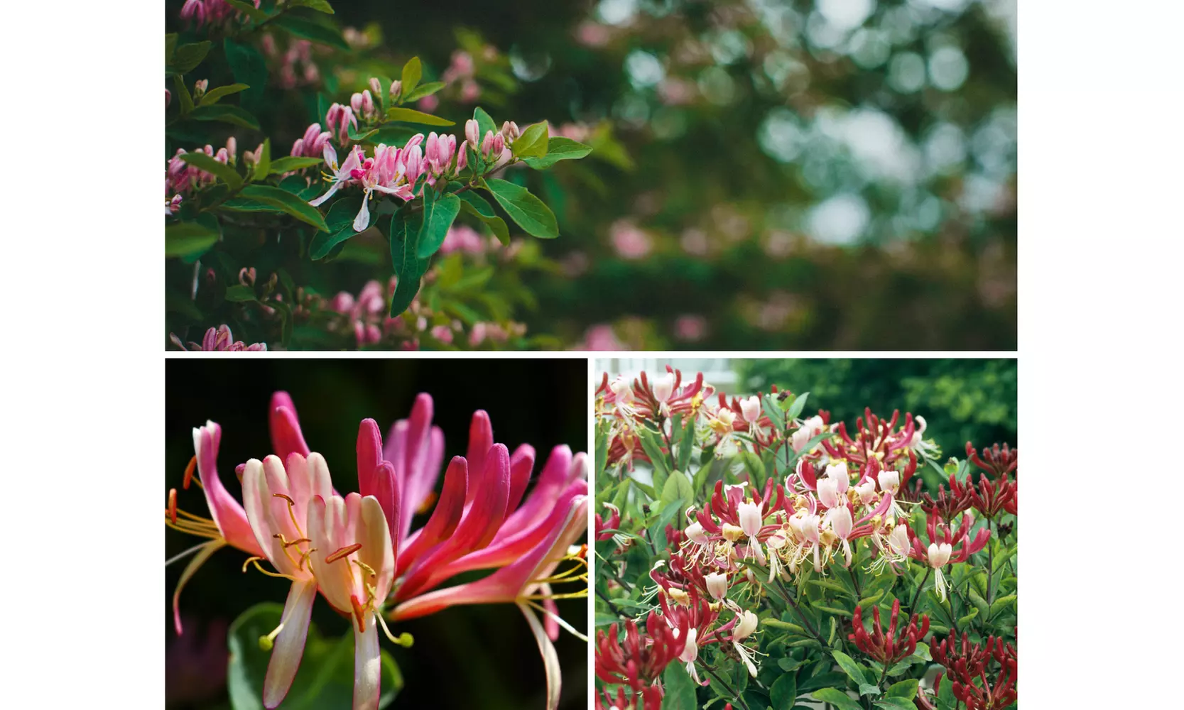 1 ou 2 lots de 3 plants de Lincera Periclymenum Belgica