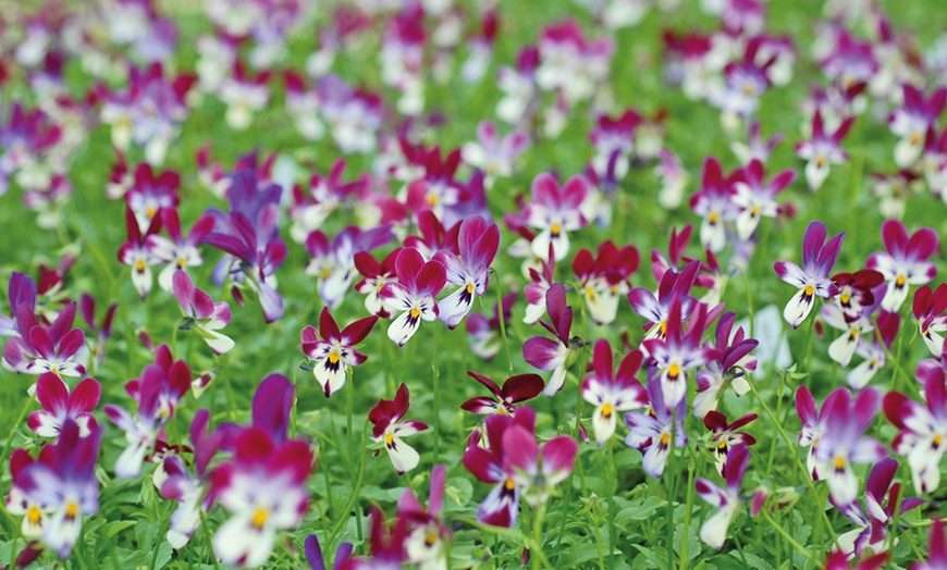 Image 2: Viola Bunny Ears - 5 or 10 Plants