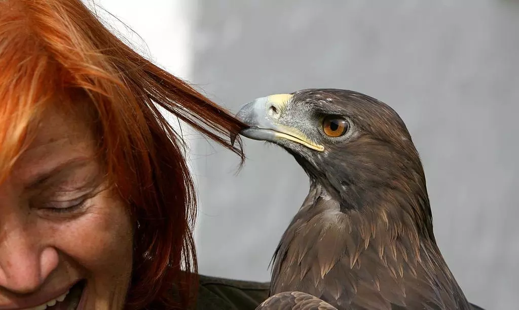Tagesaufenthalt für bis zu 5 Personen in der Falknerei Großer Feldberg (bis zu 53% sparen) - Primary Image