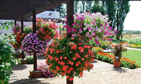 Hanging Basket Mixed Collection Plants,5 Plants, Fuchsia