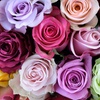 Image 2: Next Day Delivery 24 Farmers Choice Rose Bouquets - Rose Farmers (Up to 44% Off)