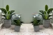 3er-Set Calathea insignis, Philodendron 'Green Princess' und Strelitzia Reginae - Second Medium