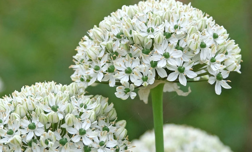 Image 3: 10- or 20-Bulbs of Allium 'Big Impact' Mixed Spring Flowering Bulbs
