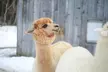 Public Single-Ticket Experience Or Private Walking Alpaca Experience Tour for Up to 20 People (Up to 50% Off) - Second Medium