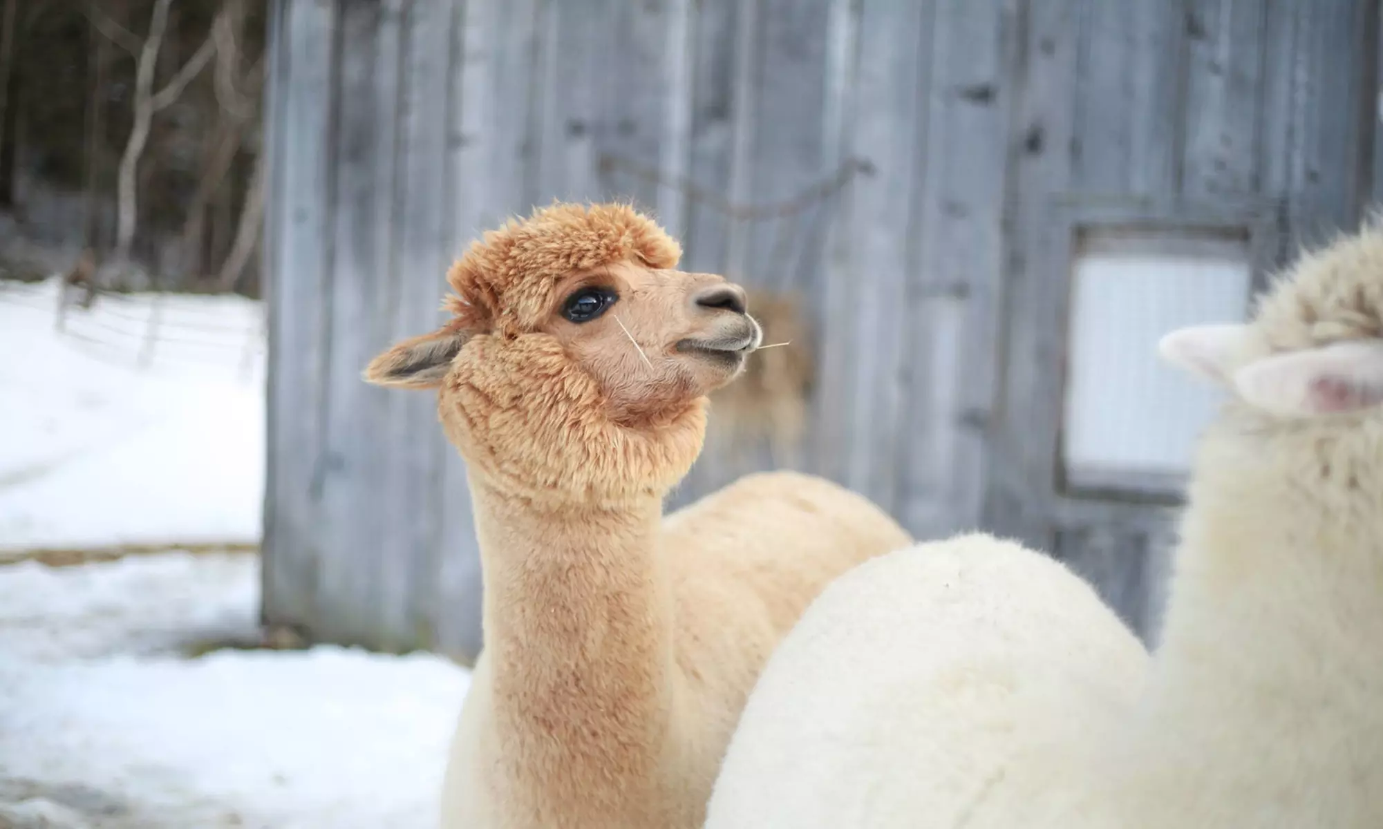 Private Walking Tour/Public Single Ticket Walking Alpaca Experience