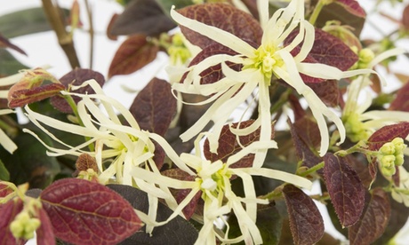 Set di 3 Loropetalum Chinense