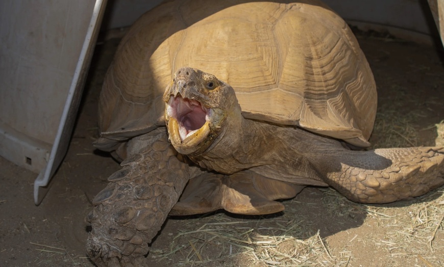 Image 7: Up to 25% Off Zoo Admission & Chocolates at Sugarplum Zoo