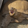 Image 7: Up to 33% Off Zoo Admission & Chocolates at Sugarplum Zoo