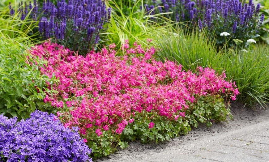 Image 1: One or Three Geranium 'Intense' 9cm Pot, Vibrant Neon Pink Blooms