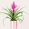 Image 4: ProFlowers: Same-Day Live Plants for Life's Special Moments (Up to 45% Off)