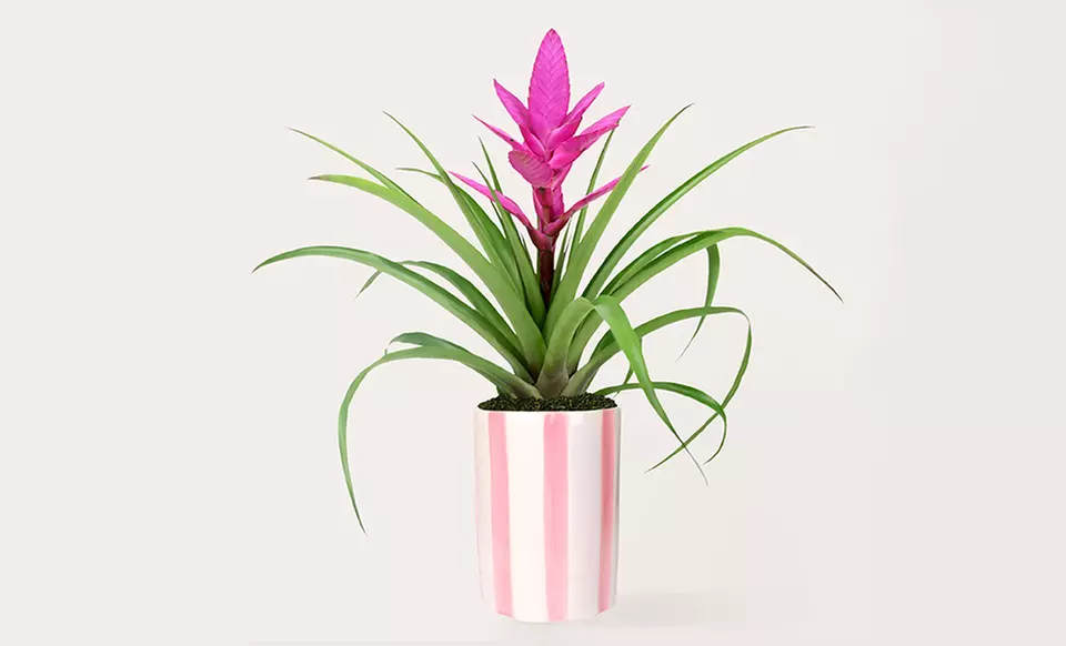 ProFlowers: Elegant Plants for Life's Special Moments (Up to 50% Off)