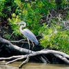 Image 5: New Orleans City, Cemetery, Garden District, Swamp & Plantation Tours